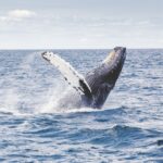 The Best Whale Watching Spots in the World
