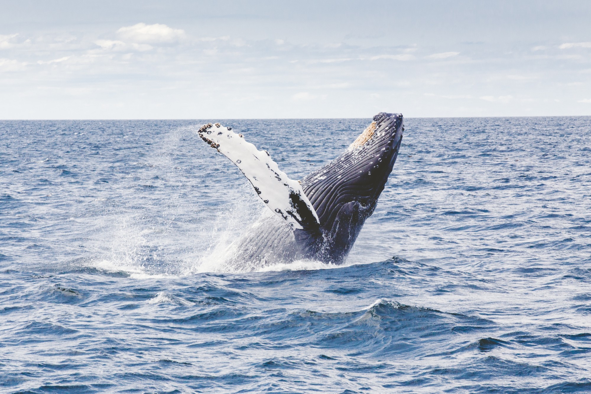 Whale Watching Spots in the World